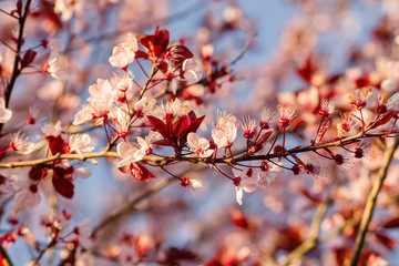 Detail of cherry plum blossom