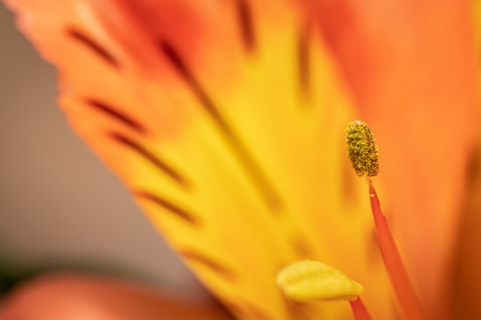 Extreme Macro photo of an orange lily flower, with visible pollen on a sunny day