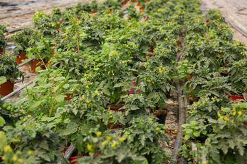 Fototapeta na wymiar Growing tomatoes in greenhouse