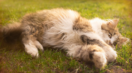 Little fluffy spotted kitten playing in the spring morning sunny garden