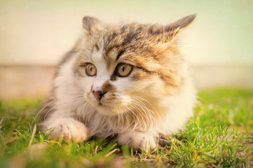 Little fluffy spotted kitten playing in the spring morning sunny garden