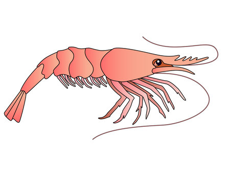 Shrimp - a small marine crustacean living underwater - a vector full-color picture in a cartoon style. An animal from the ocean is a shrimp. Seafood, marine life.