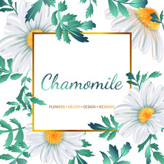 Floral banner with chamomile flowers on white background.