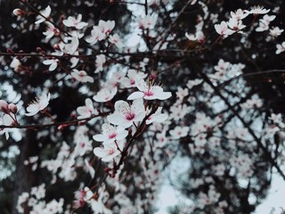cherry blossom