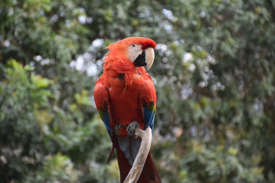 A Fantastic Close Up Look at a Scarlet Macaw