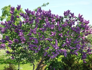 Obraz premium An unusually beautifully flowering lilac Syringa on a cloudy May day