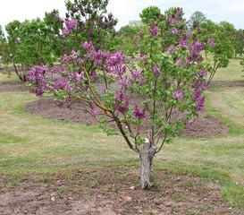 An unusually beautifully flowering lilac Syringa on a cloudy May day