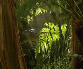 Tropical rainforest plants atmosphere with dramatic light at sundown