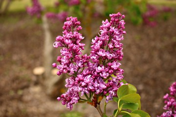 An unusually beautifully flowering lilac Syringa on a cloudy May day