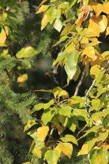 Scenic landscapes in the Cascade Mountains 