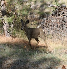 Deer exploring the hills in central Washington state