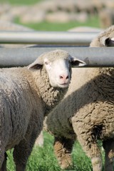 A herd of sheep grazing in the field. 