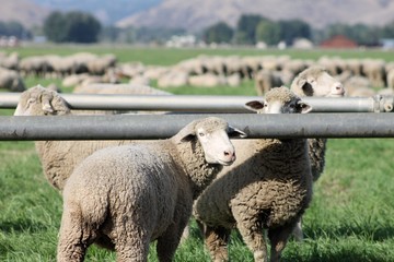 Fototapeta premium A herd of sheep grazing in the field. 