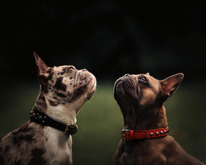 two french bulldog dogs posing outdoors together