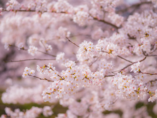 sakura 17