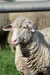 A herd of sheep grazing in the field. 
