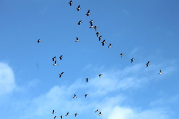 A flock of geese flying through the blue sky 