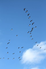 A flock of geese flying through the blue sky 