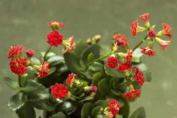 Red Kalanchoe blossfeldiana with terry petals on a green background, flowering home plant, view from above