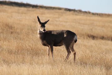 Deer exploring the hills in central Washington state