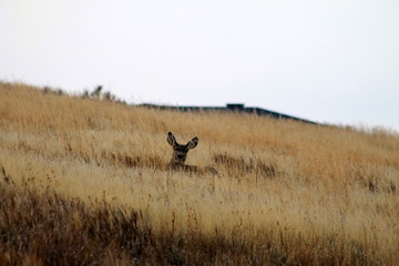 Deer exploring the hills in central Washington state