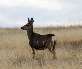 Deer exploring the hills in central Washington state