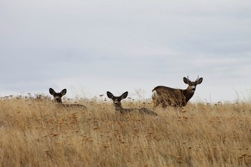 Naklejka na ściany i meble Deer exploring the hills in central Washington state