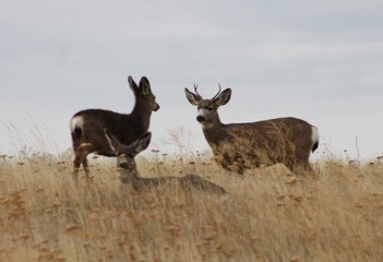 Deer exploring the hills in central Washington state
