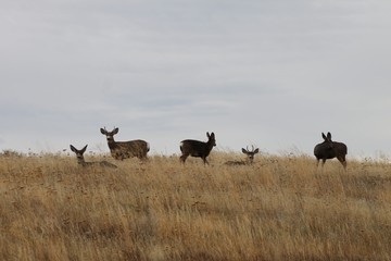 Naklejka na ściany i meble Deer exploring the hills in central Washington state