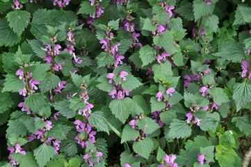 It blooms in nature deaf nettle purple (Lamium purpureum)