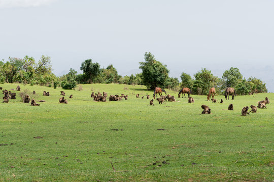 Gelada monkeys in Ethiopia