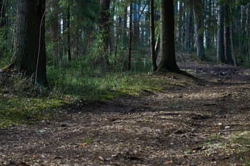 old, overgrown road in a coniferous forest