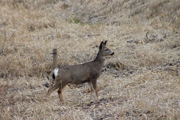 Deer exploring the hills in central Washington state