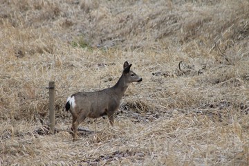 Deer exploring the hills in central Washington state