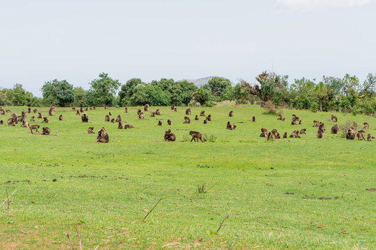Gelada monkeys in Ethiopia