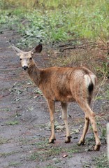 Deer exploring the hills in central Washington state