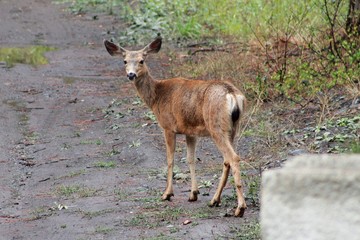 Deer exploring the hills in central Washington state