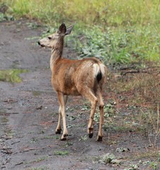 Deer exploring the hills in central Washington state