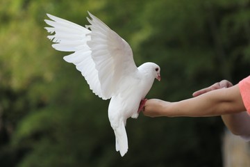 A white pigeon spreading its wings on the hand of man