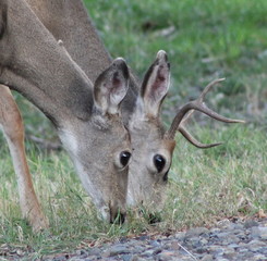Deer exploring the hills in central Washington state