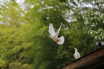 A pigeon taking off from the eaves under the green trees; a bird spreading its wings