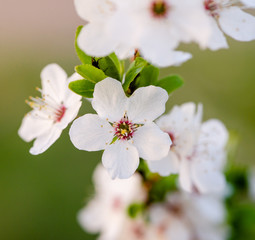 Flowering branch of fruit tree. Cherry blossomed in the spring.