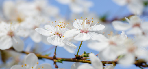 Flowering branch of fruit tree. Cherry blossomed in the spring.