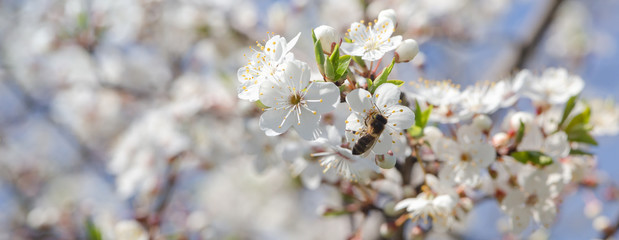 Obraz premium Flowering branch of fruit tree. Cherry blossomed in the spring.