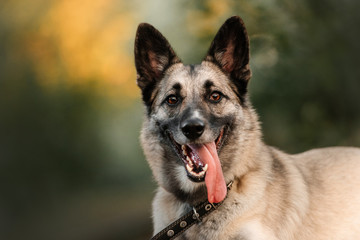 happy mixed breed dog portrait outdoors in summer