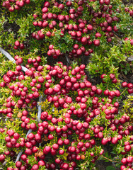 natural background of pink berries of a pernettya mucronata