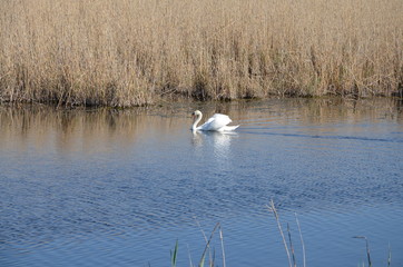 swan on the lake