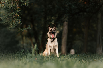 happy mixed breed dog in a collar sitting outdoors in summer