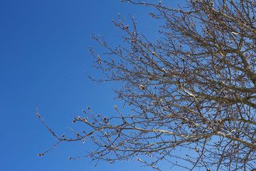 tree branches with soft fluffy buds against the blue sky
