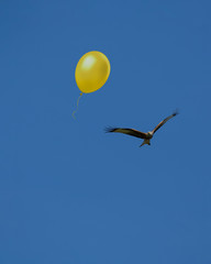 Bird of prey, red kite soaring in a blue sky alongside a yellow balloon.